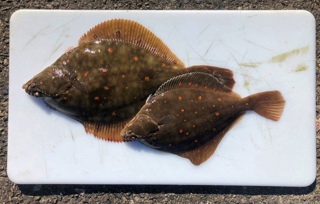 Feriehuse - Farsund/Lista , Norge - NVK150 34