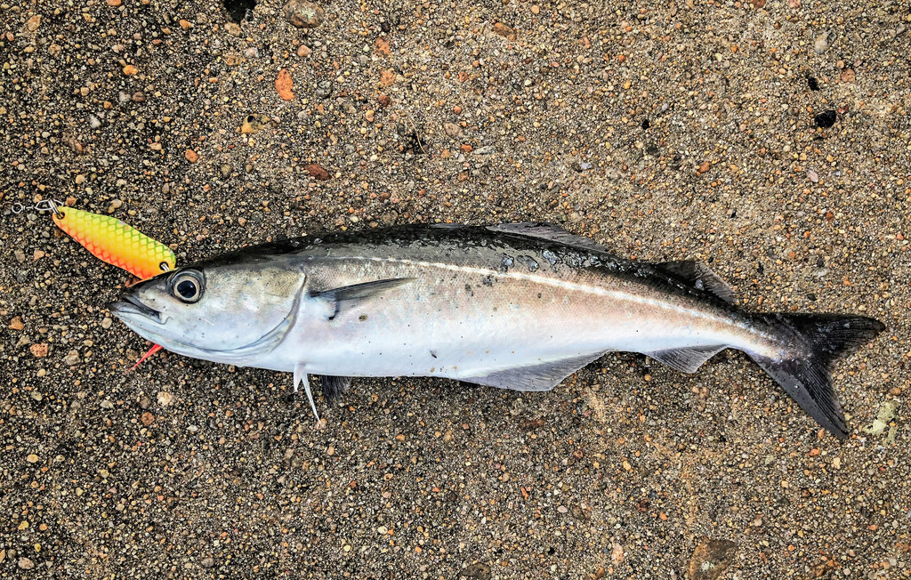 Feriehuse - Loshavn Farsund , Norge - NVK120 19