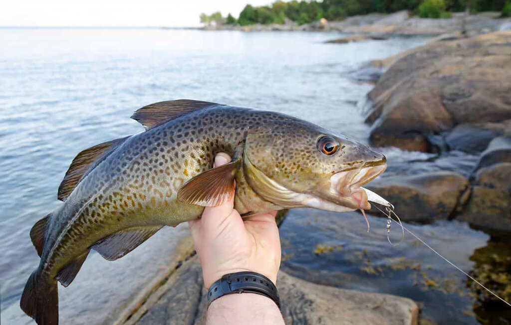 Feriehus - Søgne , Norge - NVK183 12