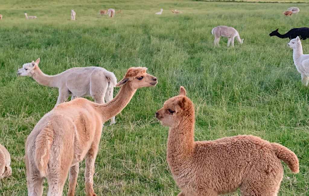 Feriehus - Farsund/Lista , Norge - NVK167 31