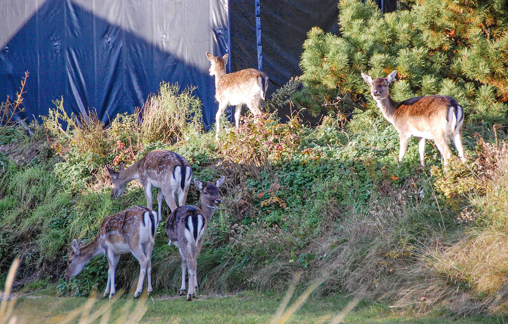 Ferienhaus - Ho , Dänemark - P32538 32