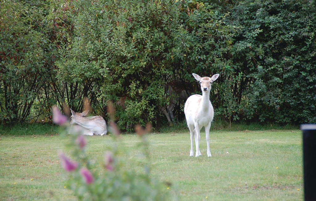 Ferienhaus - Ho , Dänemark - P32094 32