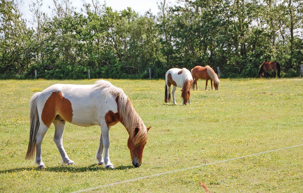 Ferienhaus - Ho , Dänemark - P32538 30