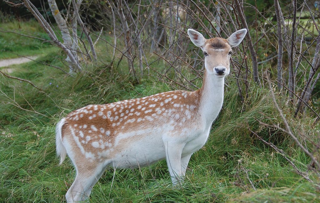 Feriehuse - Ho , Danmark - P32439 41
