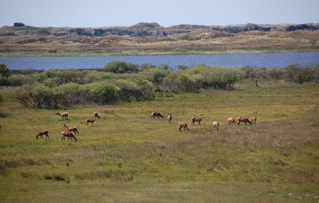 Feriehuse - Blåvand , Danmark - P32471 29