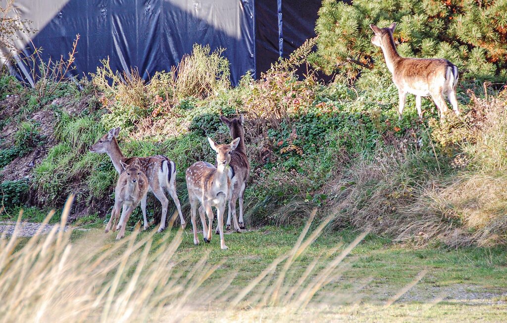 Ferienhaus - Blåvand , Dänemark - P33033 32