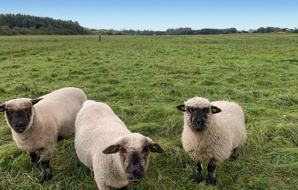 Ferienhaus - Varde , Dänemark - P42881 18