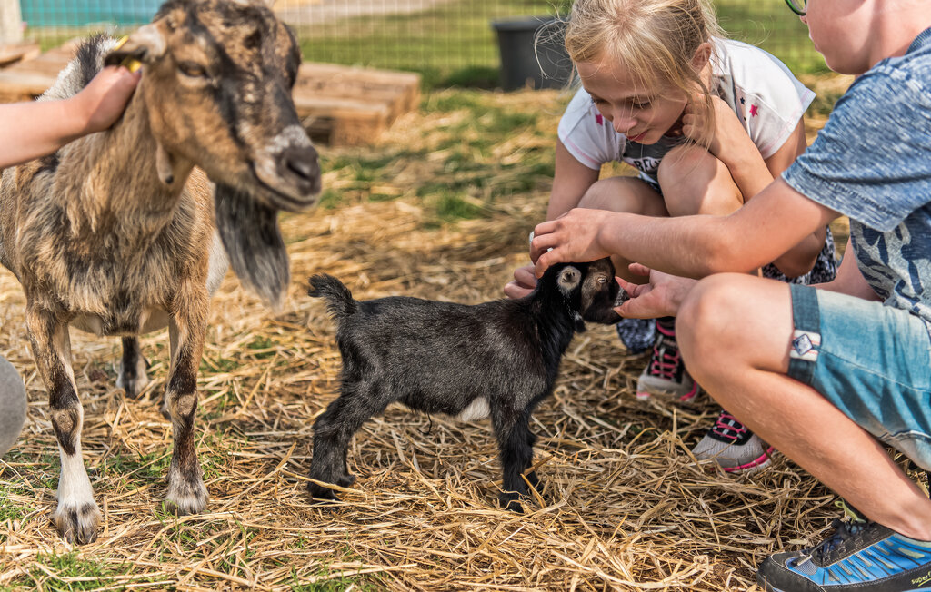 Ferienhaus - Nymindegab , Dänemark - P52606 25