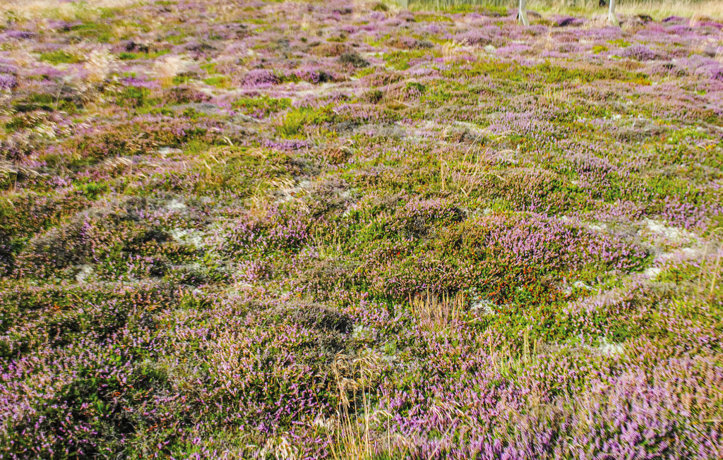 Ferienhaus - Bjerregård , Dänemark - P62563 16