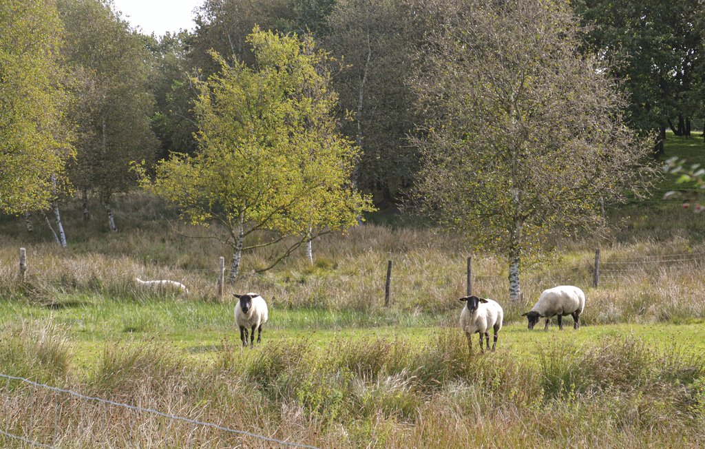 Feriehuse - Holme Å Hytteby , Danmark - P85090 17