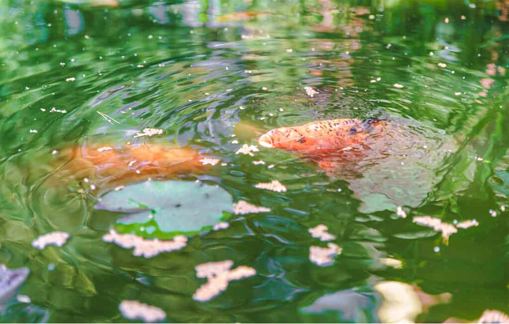 Feriehuse - Swornegacie , Polen - PKA001 16