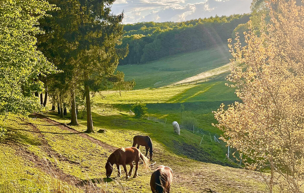 Domy wakacyjne - Kartuzy , Polska - PKA770 17