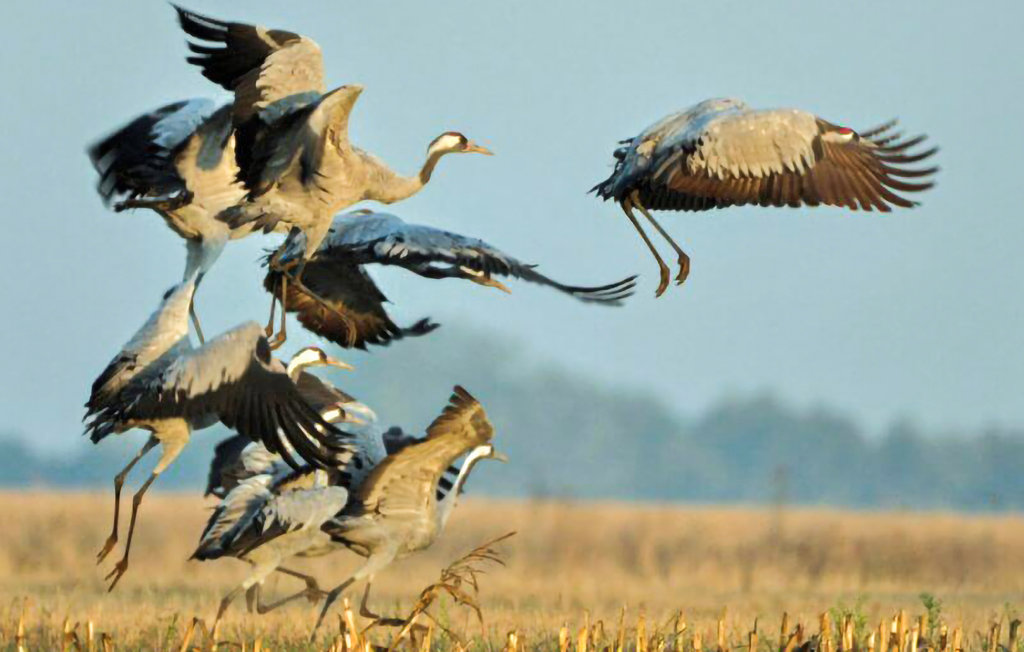 Feriehuse - Dolistowo Stare , Polen - PMA308 18