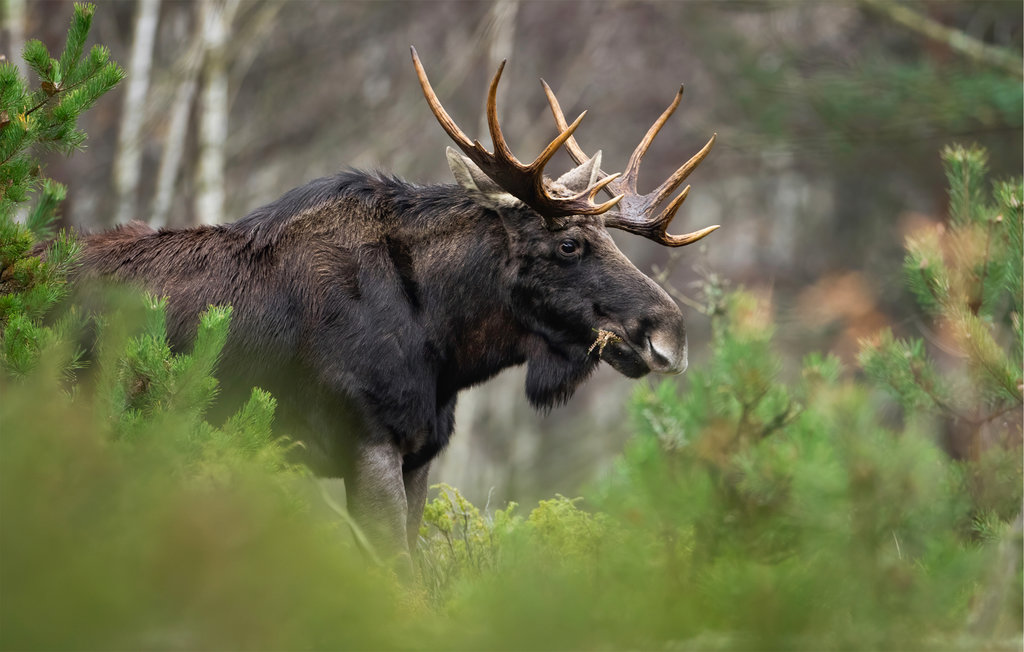 Feriehuse - Dolistowo Stare , Polen - PMA308 9