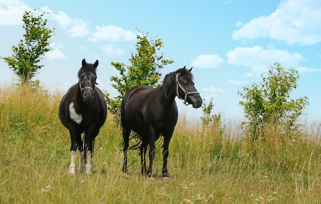 Lejlighed - Zyndaki , Polen - PMA082 16