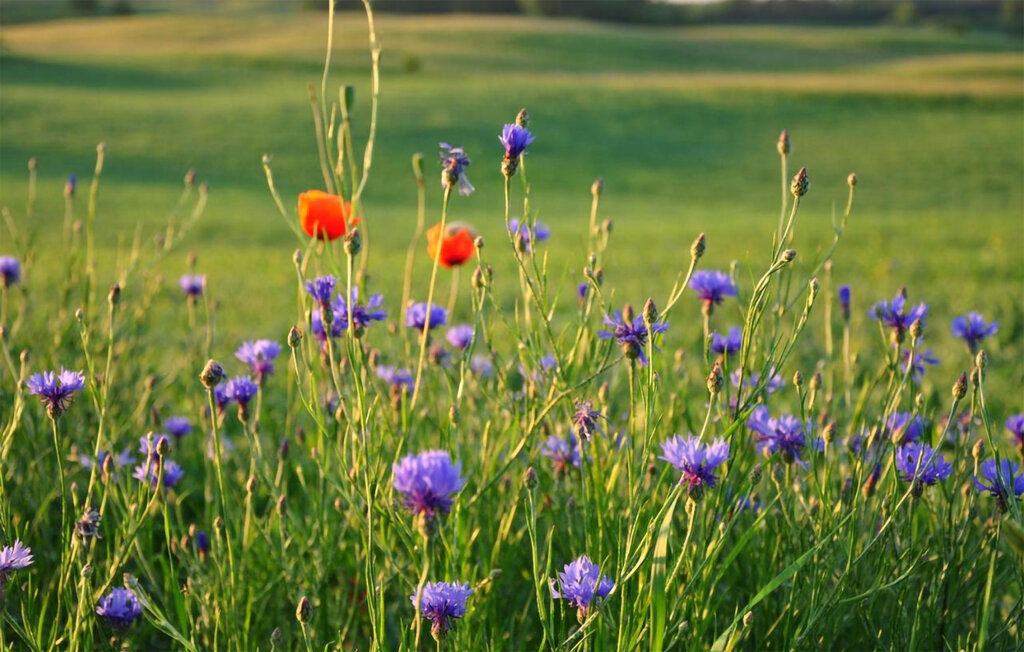 Lejlighed - Zyndaki , Polen - PMA082 17