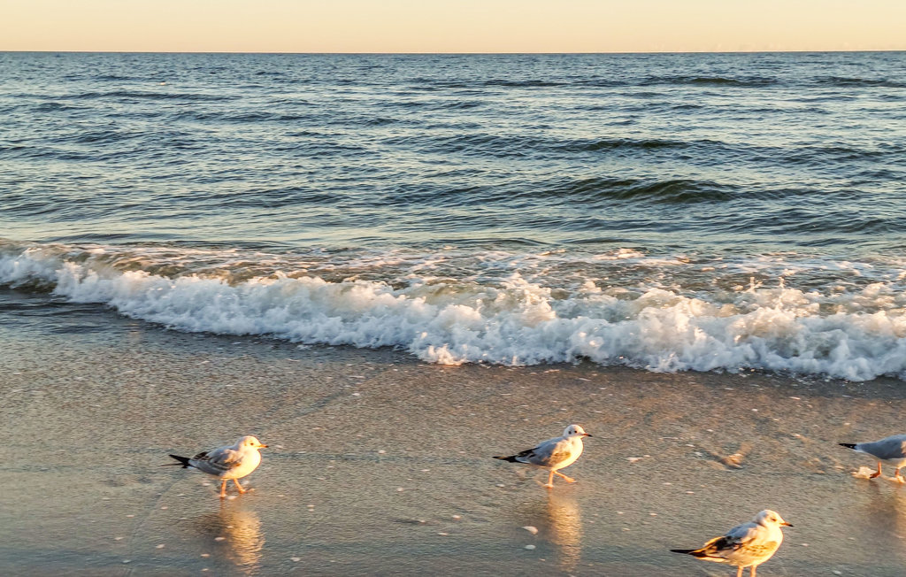 Ferienwohnung - Jaroslawiec , Polen - PPL125 13