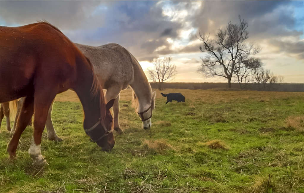 Feriehuse - ZELAZO , Polen - PPL201 3