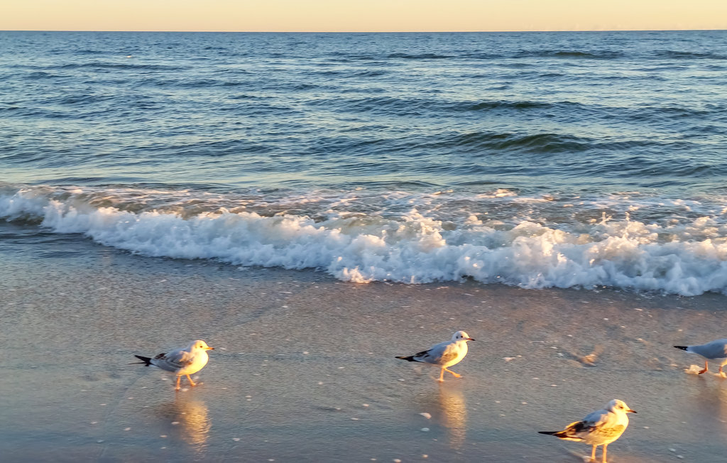 Feriehuse - Jaroslawiec , Polen - PPL134 21