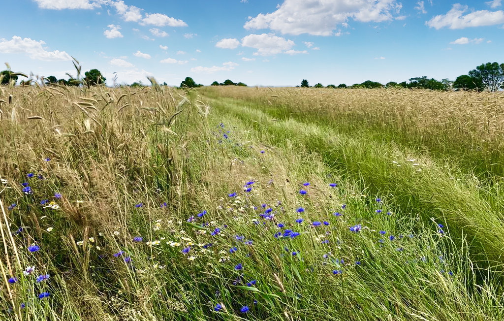 Feriehuse - Jaroslawiec , Polen - PPL022 17