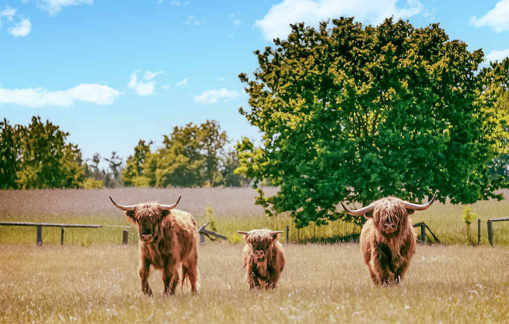 Ferienhaus - Mechowo , Polen - PPL265 32
