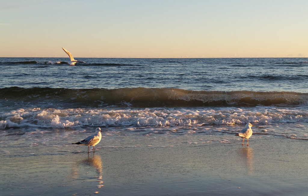 Semesterhus - Kamien Pomorski , Polen - PPL511 9