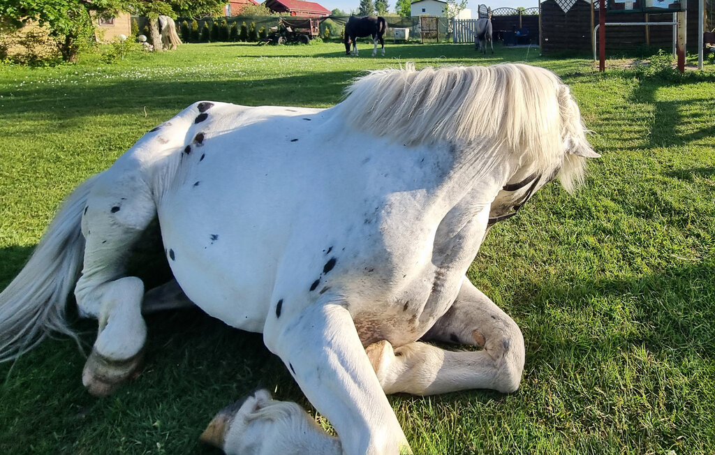 Ferienhaeuser - Rekowo , Polen - PPL156 14