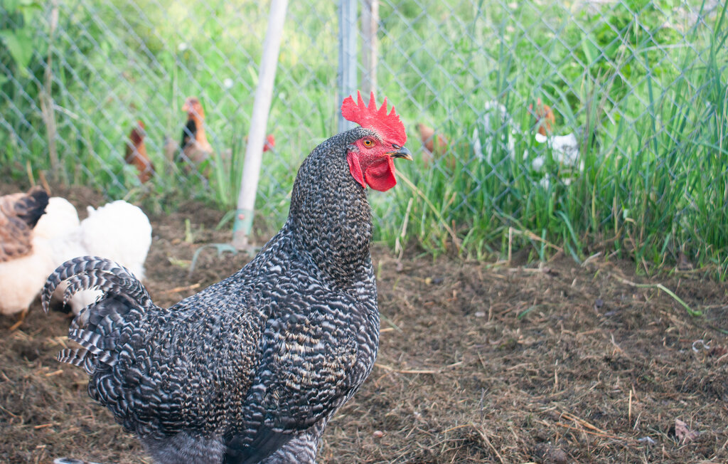 Feriehus - Wolin , Polen - PPL363 25