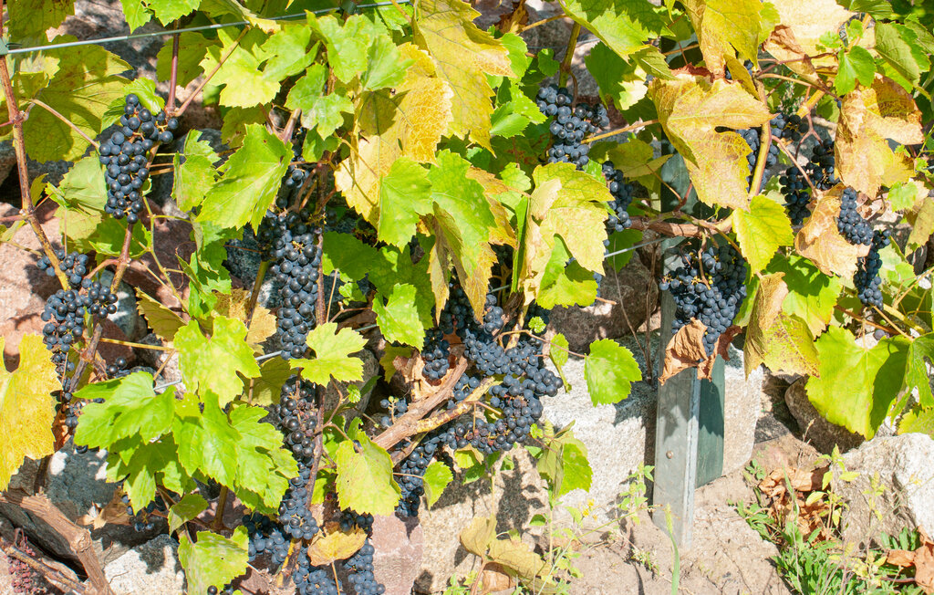 Feriehus - Wolin , Polen - PPL363 26