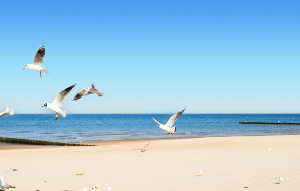 Feriehuse - Wicie , Polen - PPL510 19