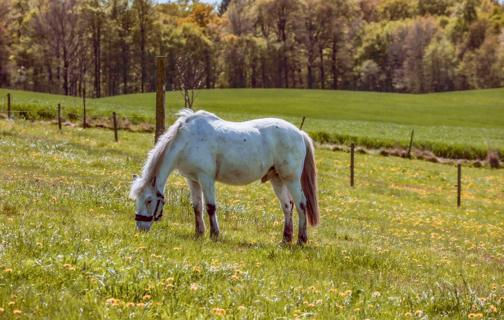 Ferienwohnung - Mielno , Polen - PPL348 17