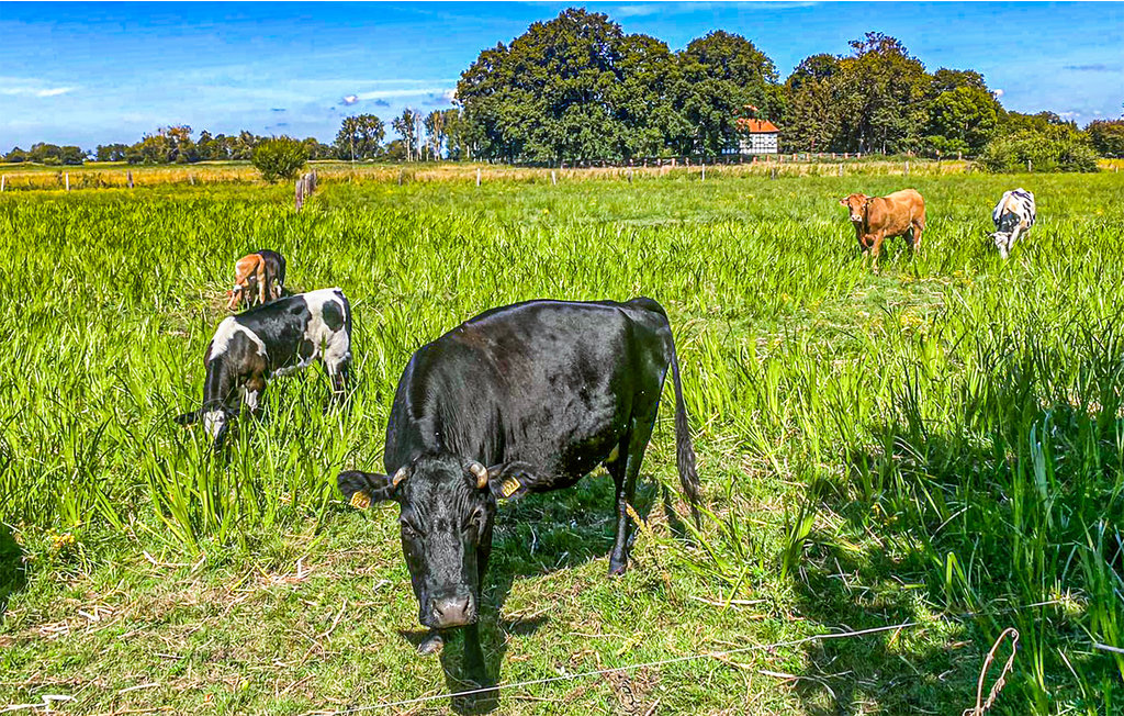Ferienhaus - Nowe Warpno , Polen - PPO040 26