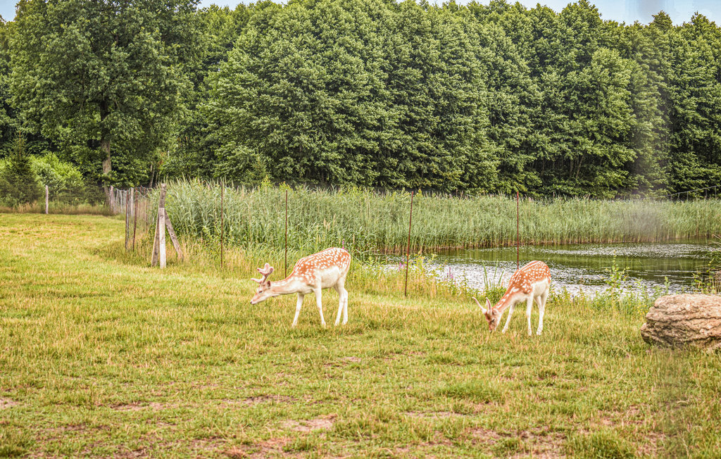 Feriehuse - Sianow , Polen - PPO317 30