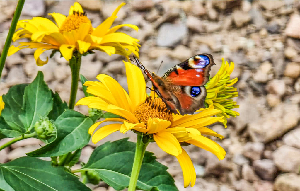 Feriehuse - Ustka , Polen - PPO788 34