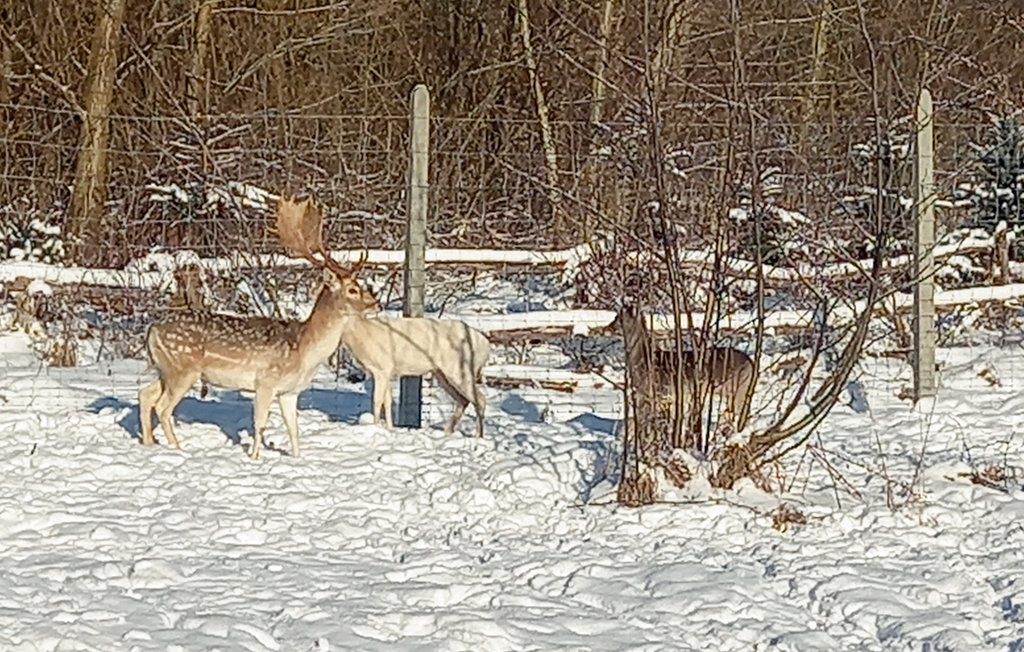 Feriehuse - DABKI-Gleznowko , Polen - PPO717 15