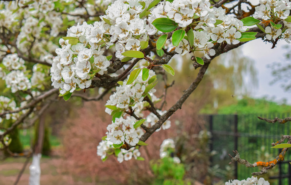 Semesterhus - Nowe Warpno , Polen - PPO756 11