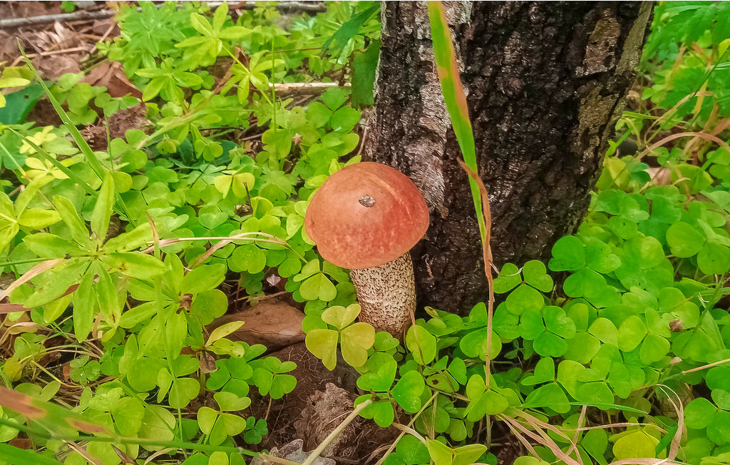 Feriehuse - Sarnikierz , Polen - PPO780 21