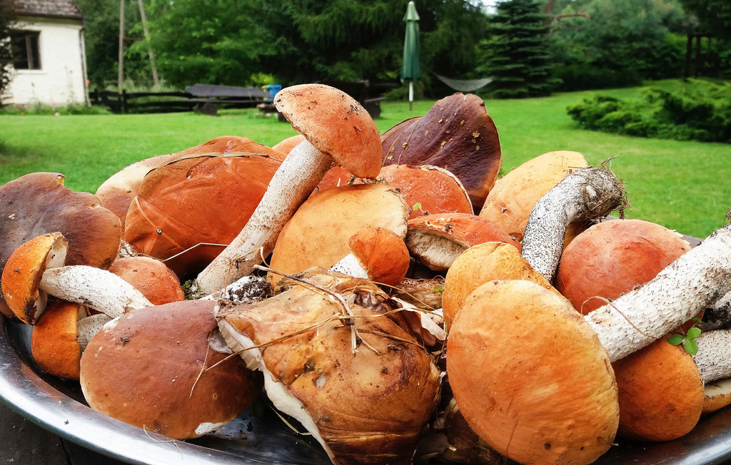 Feriehuse - Sarnikierz , Polen - PPO191 21