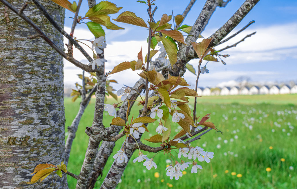 Semesterhus - Rewal , Polen - PPO364 16