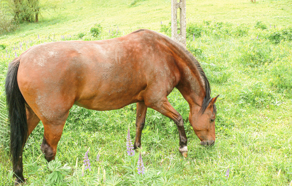 Feriehuse - Sarnikierz , Polen - PPO191 40