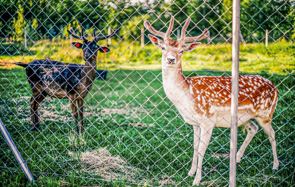 Feriehuse - DABKI-Gleznowko , Polen - PPO245 19