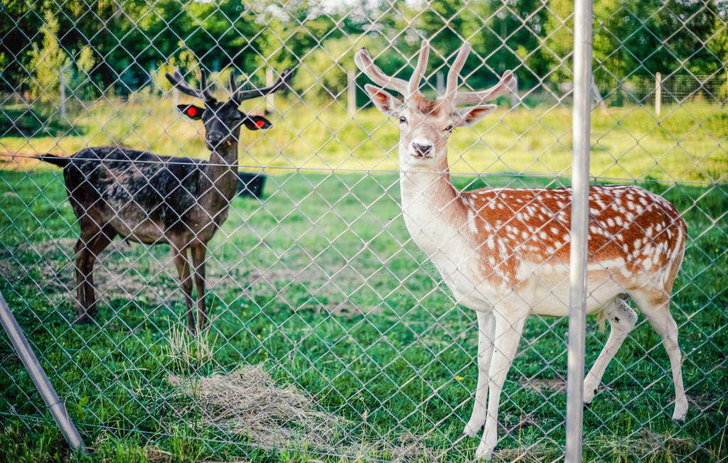 Feriehuse - DABKI-Gleznowko , Polen - PPO244 18
