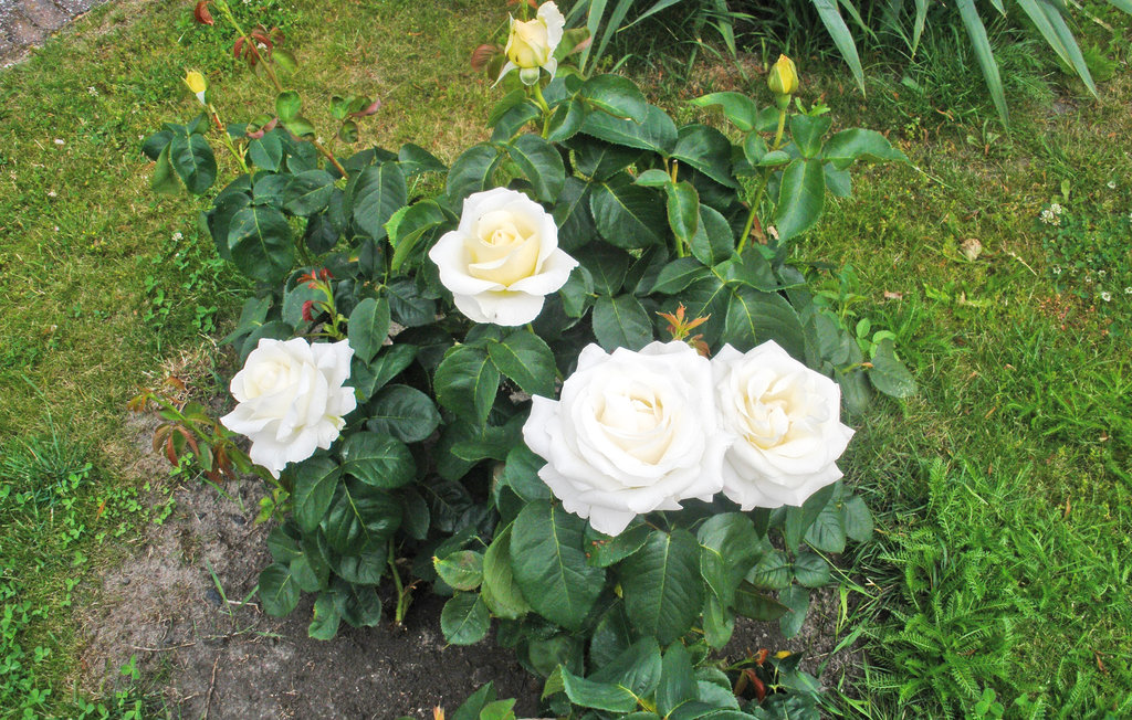 Feriehuse - Nowe Warpno , Polen - PPO515 16