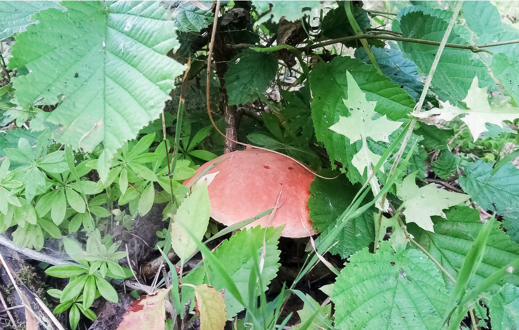 Feriehuse - Sarnikierz , Polen - PPO191 20