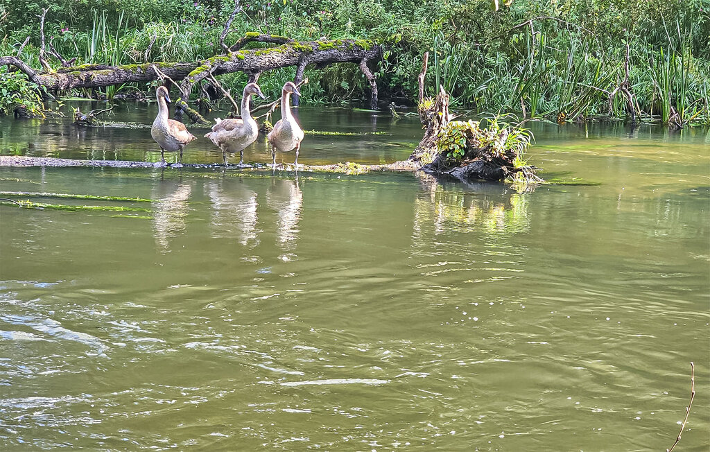 Feriehuse - Ustka , Polen - PPO788 23