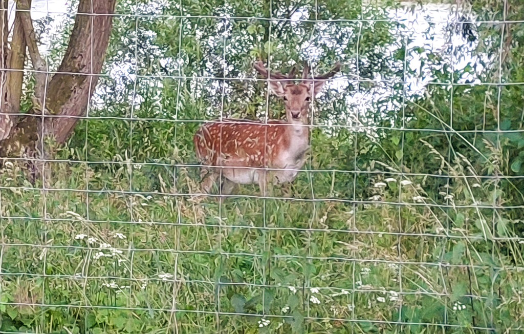 Ferienhaus - Cedynia , Polen - PPW152 20