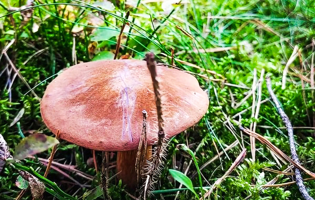 Lejlighed - Wilcze , Polen - PPW165 16