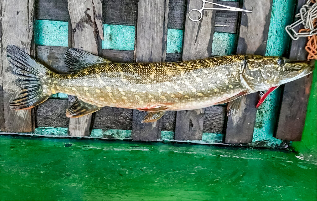 Semesterhus - Boruja , Polen - PPW150 23