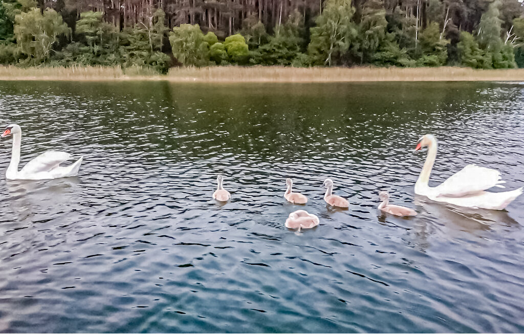 Semesterhus - Boruja , Polen - PPW150 24