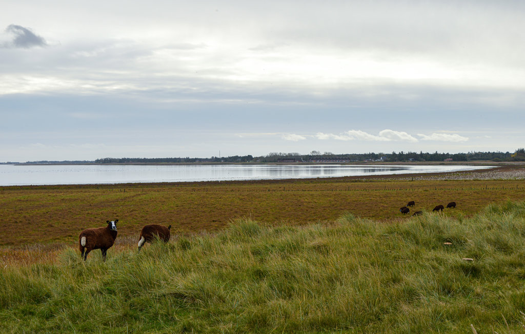 Ferienhaus - Bolilmark , Dänemark - R10678 19